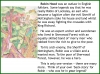 Robin Hood - Myths and Legends Teaching Resources (slide 7/69)